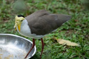 Credit Photo Mosharraf Hossain